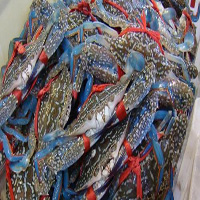 怀化海鲜活体空运